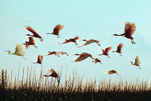 Flight_1