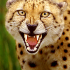 Cheetah_1