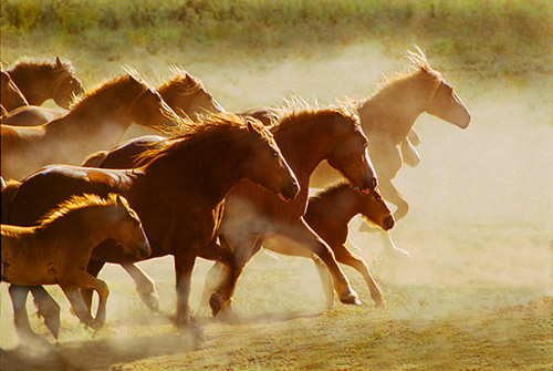 Crimean Horses_1