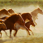 Crimean Horses_1
