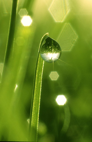 Dew_1