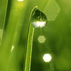Dew_1