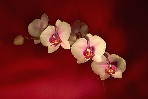 Orchids_1